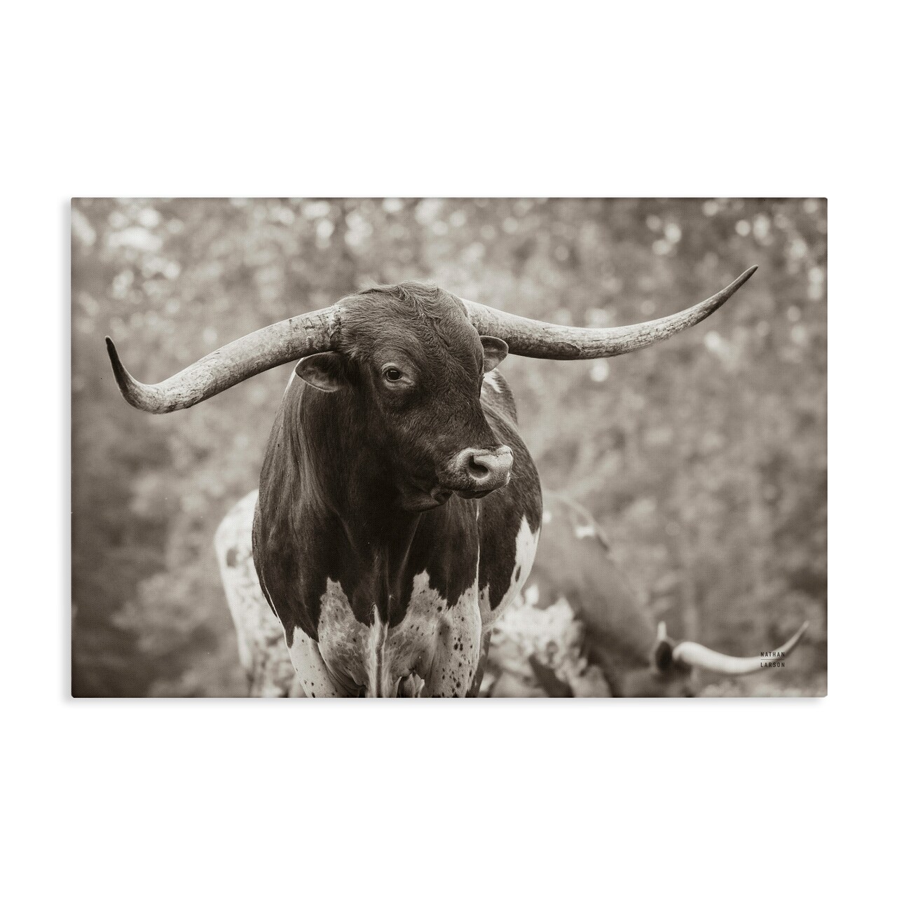 Stupell Industries Longhorn's Gaze Photography Canvas Wall Art Design by Nathan Larson